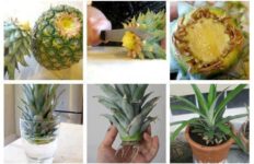 biljke-ananas
