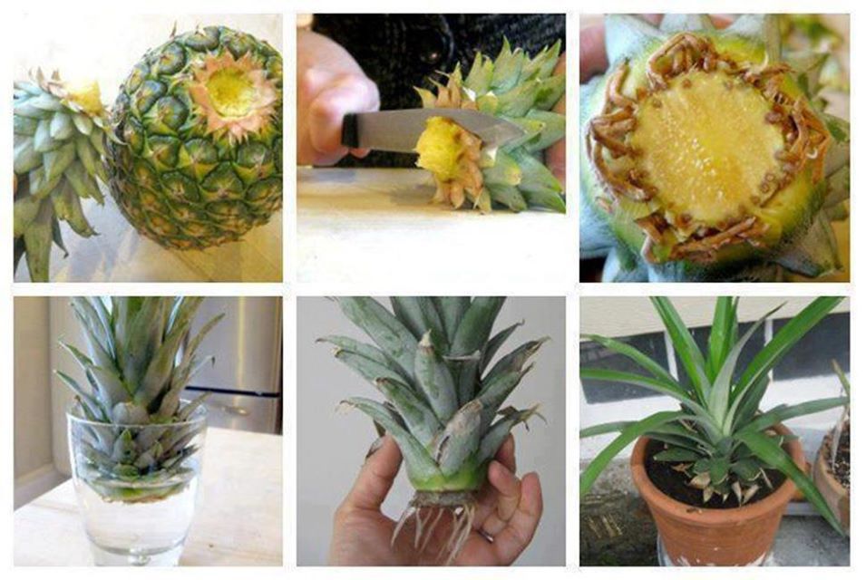 biljke-ananas