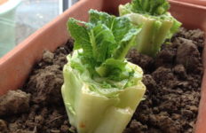 biljke-salata