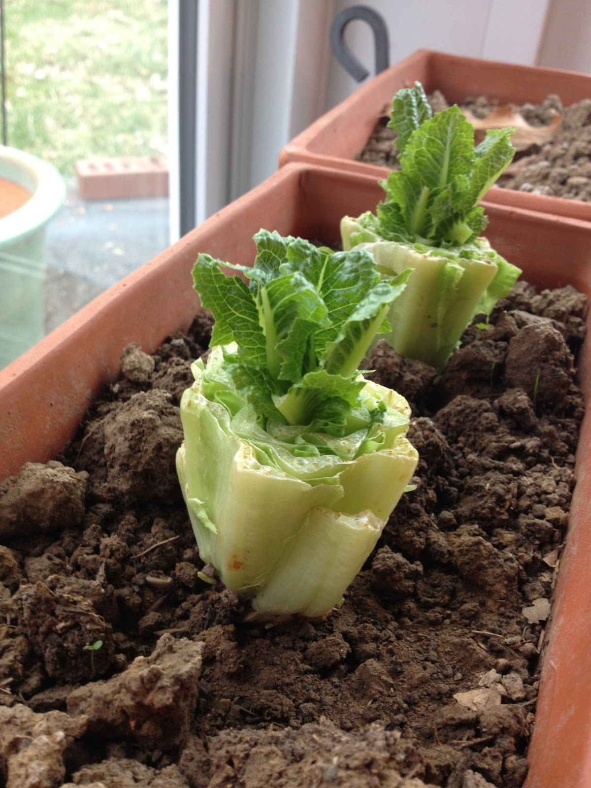 biljke-salata